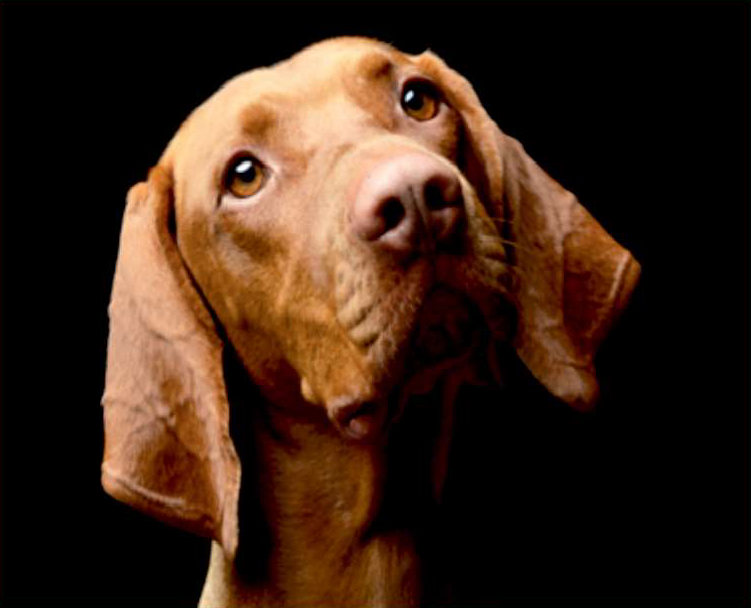 A Vizsla tilting its head, looking up uncertainly