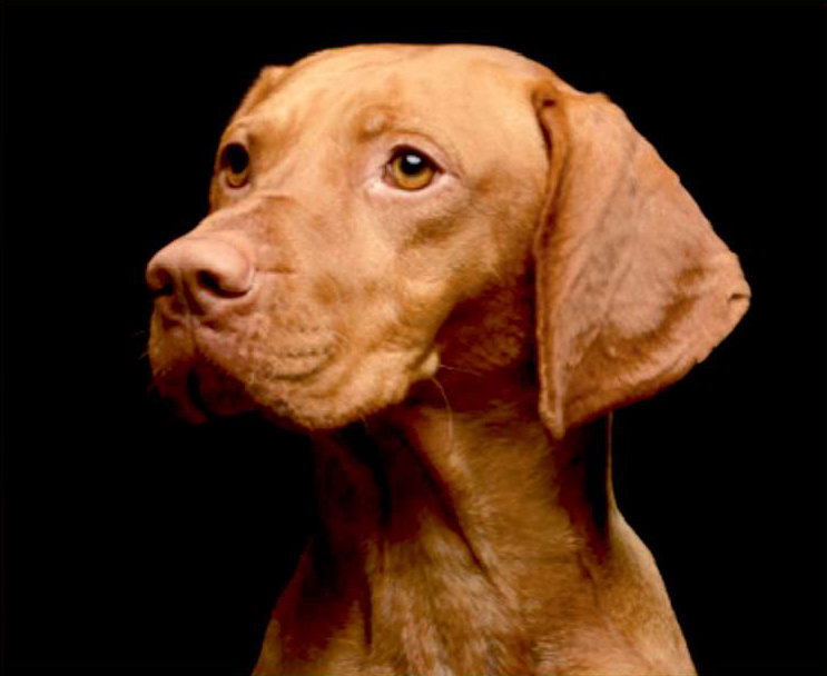 A calm, confident Vizsla in profile