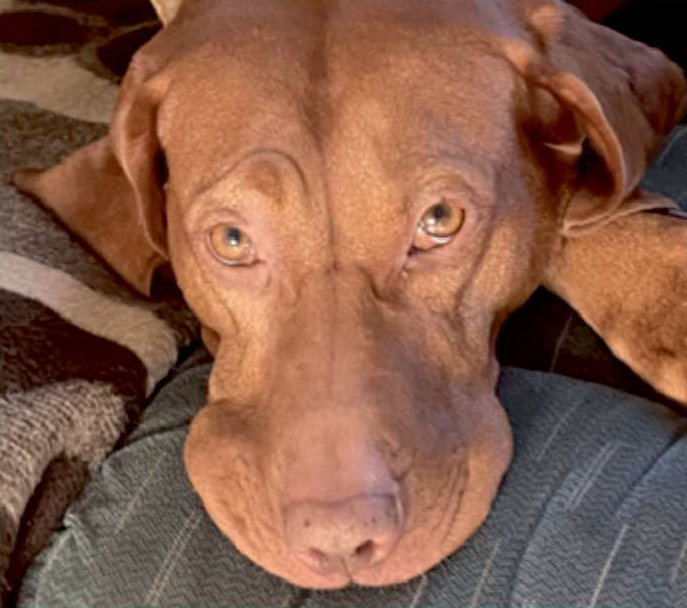A Vizsla resting its chin on a sofa, relaxed but watchful