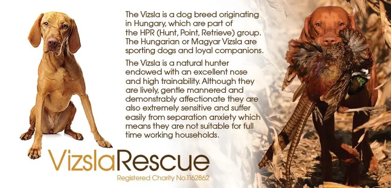 Two Hungarian Vizslas: one sitting, and one retrieving a pheasant through a field